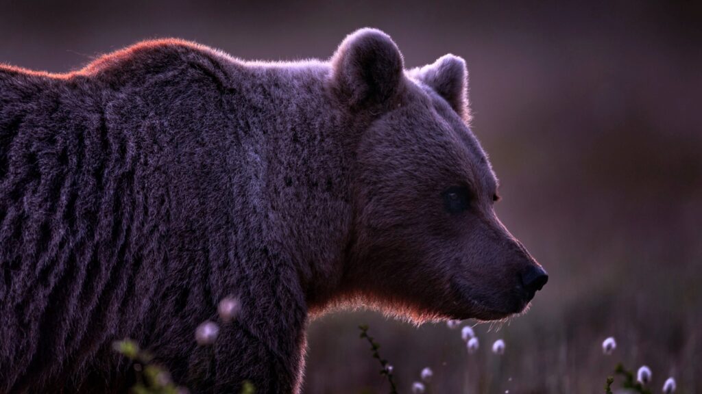 Медведь — могучий хранитель порога миров