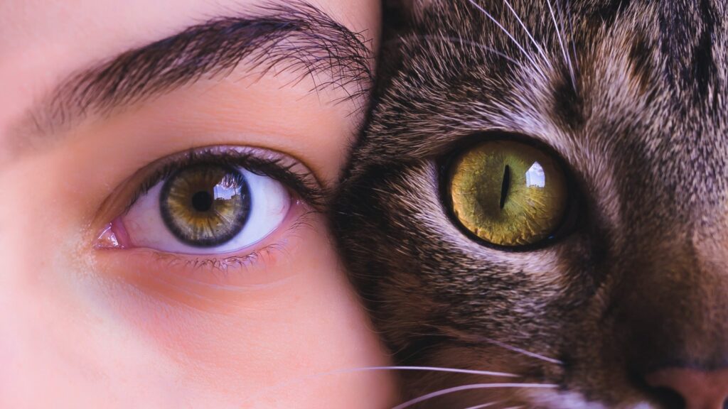 Судьба человека в&nbsp;образе зверя