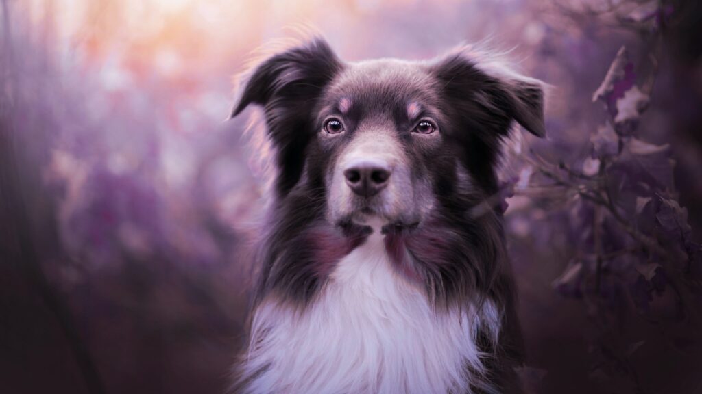 Верный страж справедливости: Собака по китайскому гороскопу