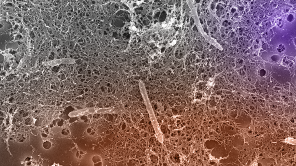 Иллюстрация к статье: В России нашли способный жить в&nbsp;космосе организм