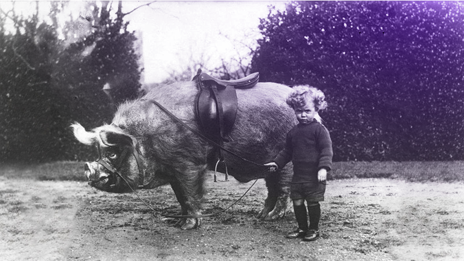 Иллюстрация к статье: Скверная еда: почему мусульмане не едят свинину