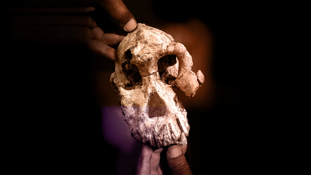 Иллюстрация к статье: Найденный в&nbsp;Эфиопии артефакт поставил под сомнение теорию о&nbsp;происхождении человека