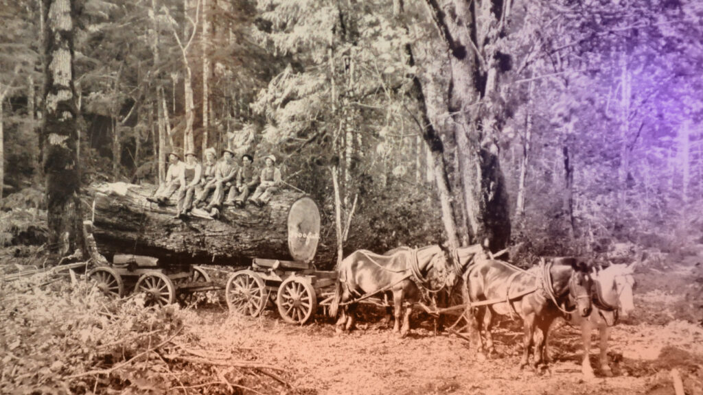 Иллюстрация к статье: Орешник: магическое дерево наших предков